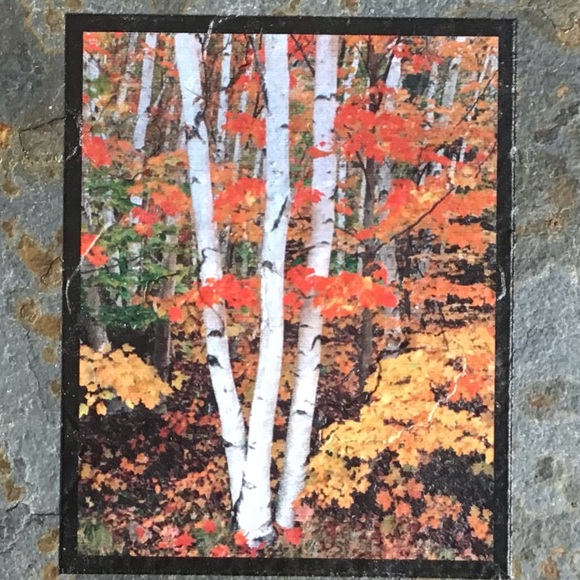 The Appalachian Trail A Walk in the Woods Rediscovering America - Picture 11 of 11